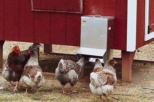 Automatic Chicken Feeders